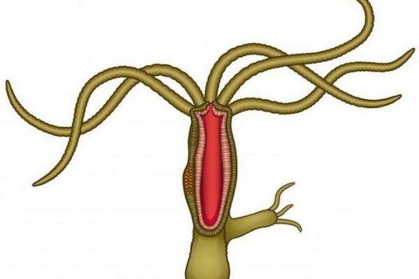 Kraken зеркала маркетплейс